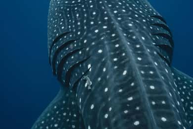 Whale Shark swimming ocean safari all included tour