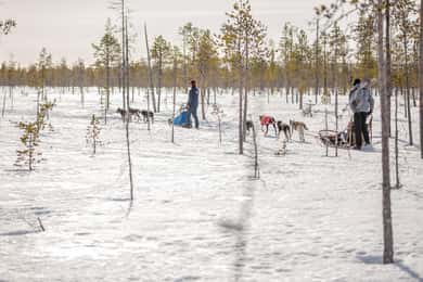 Levi: Følg elverne - En dags husky-safari