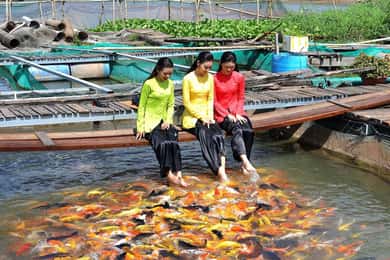 From Ho Chi Minh: Group Tour Cai Rang Floating Market 1 day
