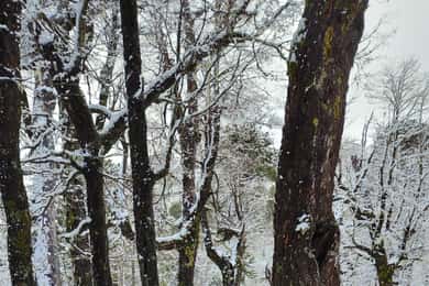 Snowshoeing at the Villarrica Volcano base & Waterfall