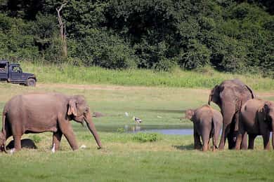 Sri Lanka 4-Day Tour Cultural Triangle, Rafting and Safari