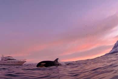 Arktische Walbeobachtung: Tromsø nach Skjervøy mit Komfort
