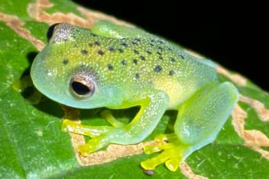 Nattvandring i La Fortuna i en regnskog med hög biologisk mångfald