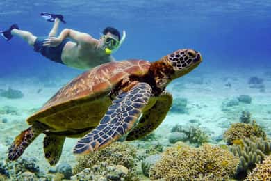 Cebu: excursão pelas ilhas Pescador, Sardine Run e Turtle Paradise
