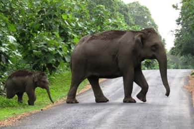 Munnar Hill Station met Periyar Wildlife Tour (03 Dagen)