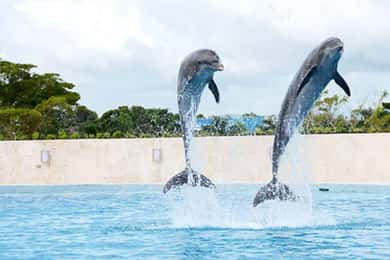 Punta Cana: Swimming with Dolphins.