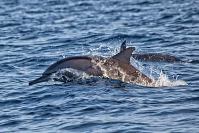 Bali: Dolphin Watching, Sekumpul Waterfall, and Wanagiri