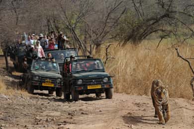 From Jaipur: Ranthambore National Park Day Trip with Safari