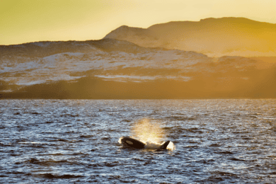 Tromsø: Valasbongaus – nopea ja mukava katamaraani