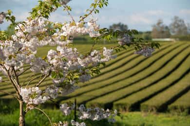 Waitomo Caves, Zealong Tea & Kiwi House Private Tour