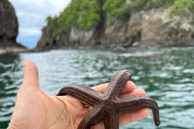 Isla Tortuga Snorkeling Tour with BBQ Lunch
