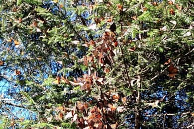 From Mexico City: Monarch Butterfly Sanctuary El Rosario Tour