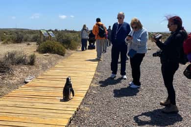 Punta Tombo "Walking among Penguins" + Southern Elephant Seals