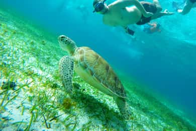 From Cozumel: Starfish, Stingrays and the Turtle Sanctuary