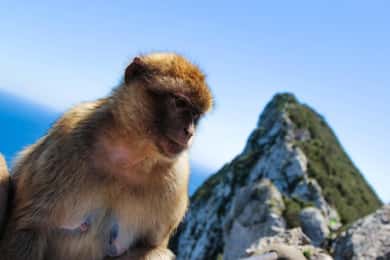 Vanuit Malaga: Dagexcursie naar Gibraltar