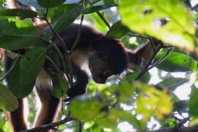 Tulum : Aventure dans le sanctuaire des singes