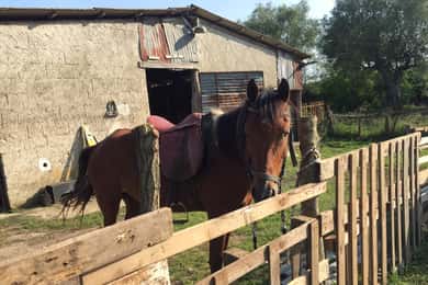 From Tropea: Horseback Riding Tour with Picnic in Francica