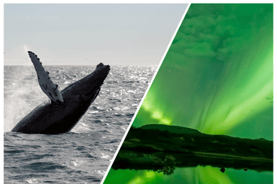 Reykjavik: Whale Watching & Northern Light Combo Cruise