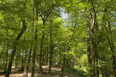 Ljubljana: Grüne Tour und persönliches Walderlebnis