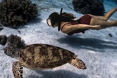 Panglao Bohol: Balicasag Island Hopping & Dolphin Watching