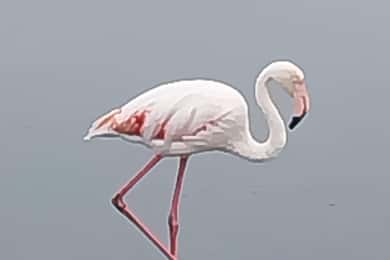 Walvis Bay: Pelican Point Zeehonden en Sandwich Haven Tour