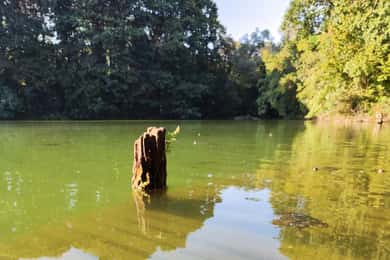 Trekking in the Wood with picnic on the turtles lake