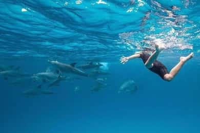 ZANZIBAR: Dolphins tour, turtles sanctuary & Kendwa Beach