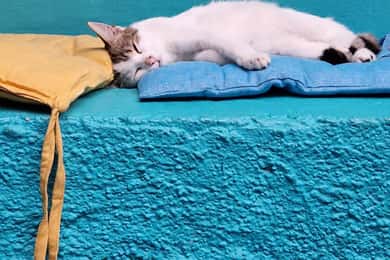 Athens: Cat Cafe Visit with Drink and Sweet