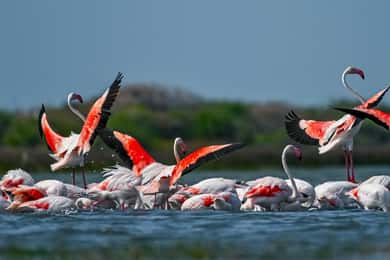 Safari no Parque Nacional de Bundala (TOURS PARTICULARES)