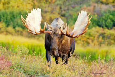 Saariselka: Saariselkä: Hirvisafari Inarissa - Saariselkä