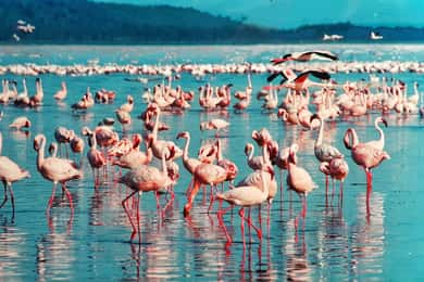 Escursione al Lago Nakuru da Nairobi
