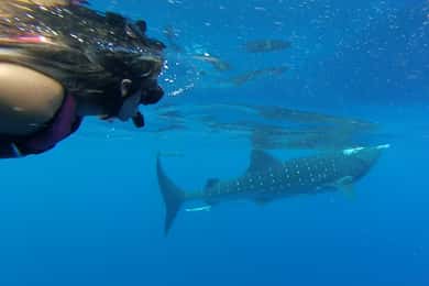 Tulum-Akumal: Swimming with Whale Sharks Tour