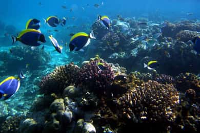 Day trip to Wasini islands from Diani