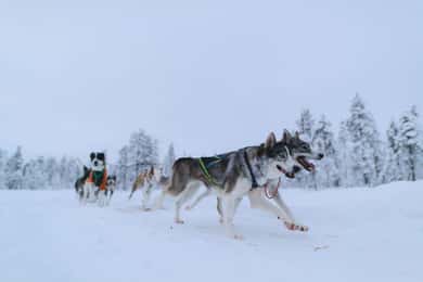 Kiruna: Husky Sled Ride with Traditional Lunch