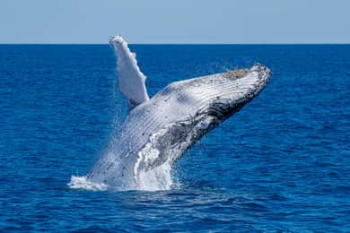 Noosa; Noosa Thriller Whale Watching