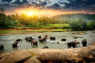 From Colombo: Discover Elephant Orphanage and Kandy Day Tour