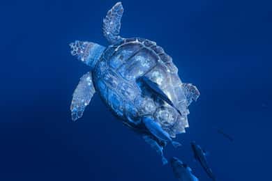 Private Day Seafari in the Azores follow Marine Biologist