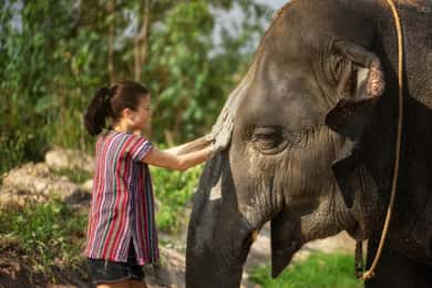 Pattaya: Elefánt dzsungel menedékhely félnapos túra étkezéssel