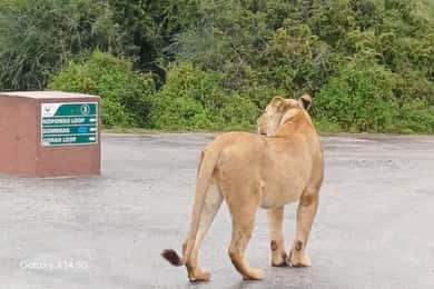 : Addo Elephant National Park Safari Half Day