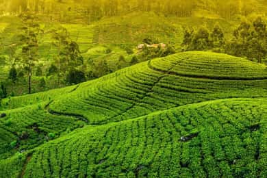 From Kandy: Ella private Day Tour With Train Ride