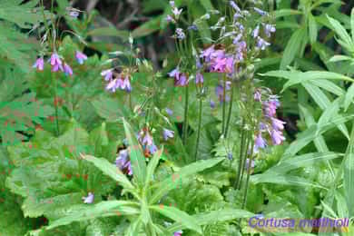 EDIBLE SPONTANEOUS PLANTS