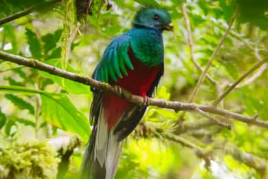 Monteverde: Guidad promenad i molnskogen
