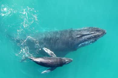 Drake Bay: Dolphin and Whale Watching Tour