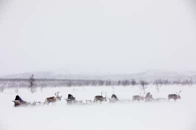KIRUNA: Renskötartur med släde på landsbygden