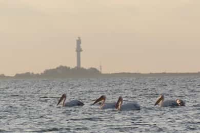 Exploring the Magic of the Danube Delta through photo lenses