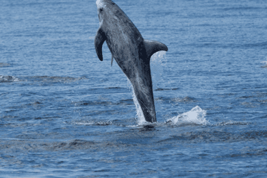 Lanzarote: Sea Safari Experience