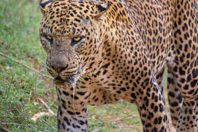Kumana National Park : Morning or Afternoon Safari Tour