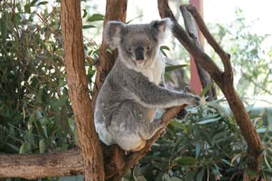 Sydney: Hamnkryssning och Taronga Zoo