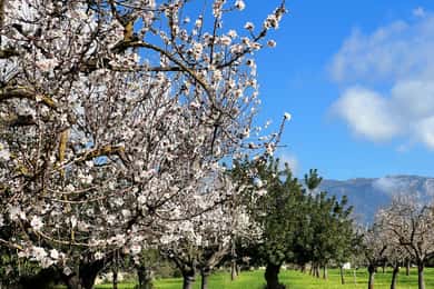 Lass dich vom Zauber der Mandelblüte auf Mallorca verzaubern