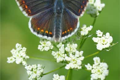 INSECTS AND OTHER FANTASTIC CREATURES